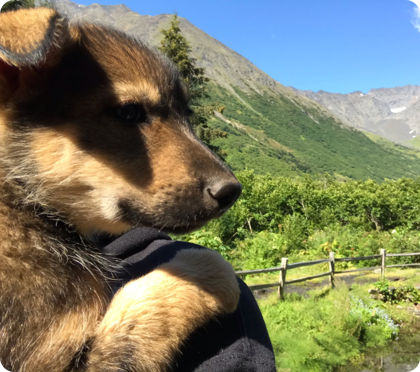 Sled Dog Musher Presentation & Puppy Experience